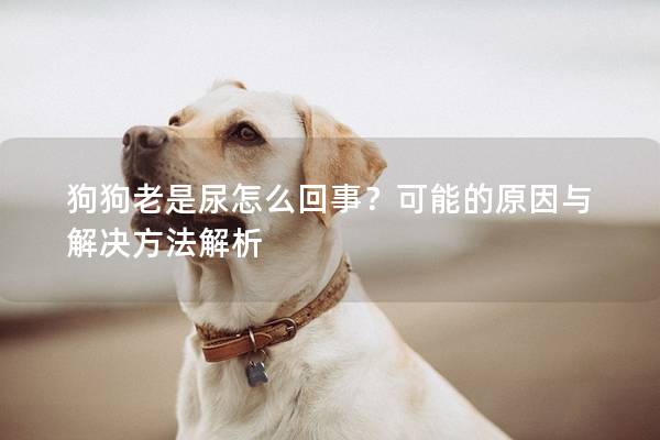 狗狗老是尿怎么回事？可能的原因与解决方法解析