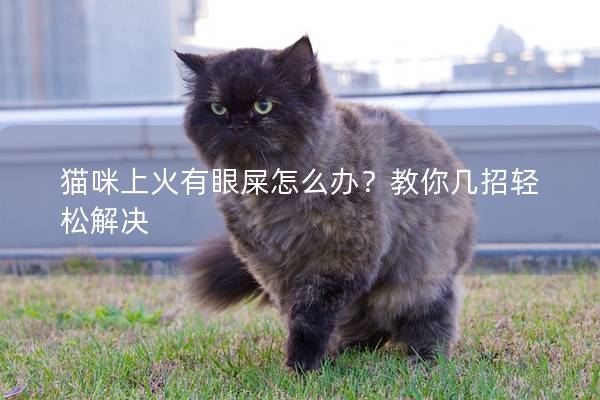 猫咪上火有眼屎怎么办？教你几招轻松解决