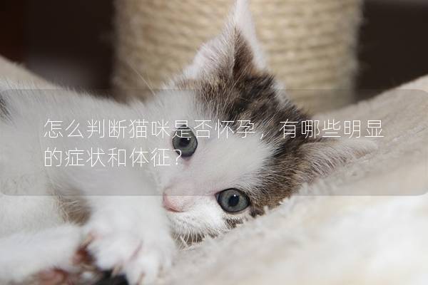 怎么判断猫咪是否怀孕，有哪些明显的症状和体征？