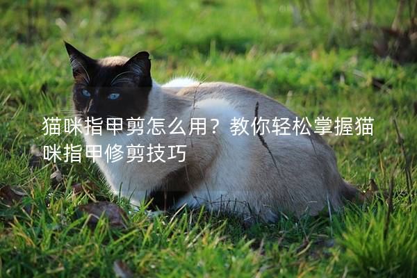 猫咪指甲剪怎么用？教你轻松掌握猫咪指甲修剪技巧