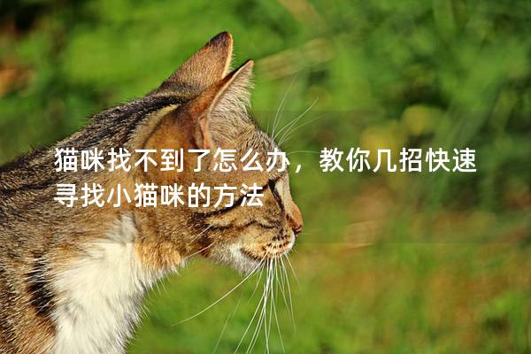 猫咪找不到了怎么办，教你几招快速寻找小猫咪的方法