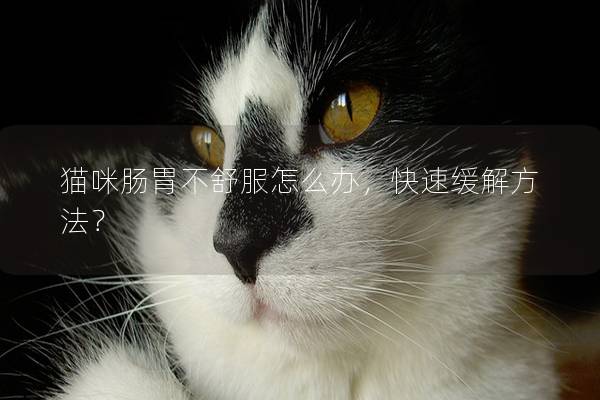 猫咪肠胃不舒服怎么办，快速缓解方法？