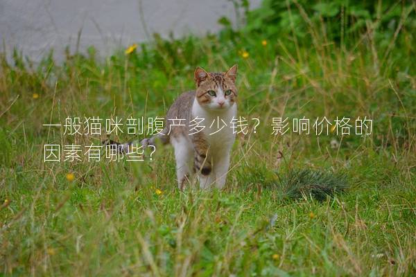 一般猫咪剖腹产多少钱？影响价格的因素有哪些？