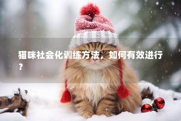 猫咪社会化训练方法，如何有效进行？