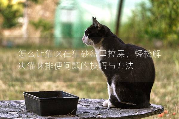 怎么让猫咪在猫砂盆里拉屎，轻松解决猫咪排便问题的技巧与方法