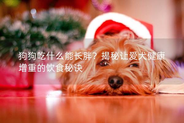 狗狗吃什么能长胖？揭秘让爱犬健康增重的饮食秘诀