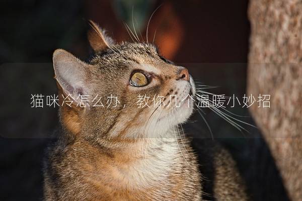 猫咪冷怎么办，教你几个温暖小妙招