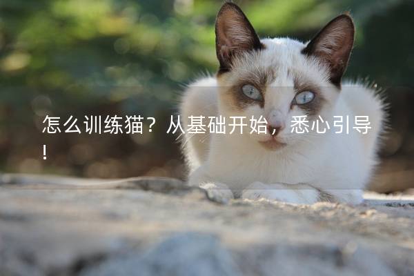 怎么训练猫？从基础开始，悉心引导!