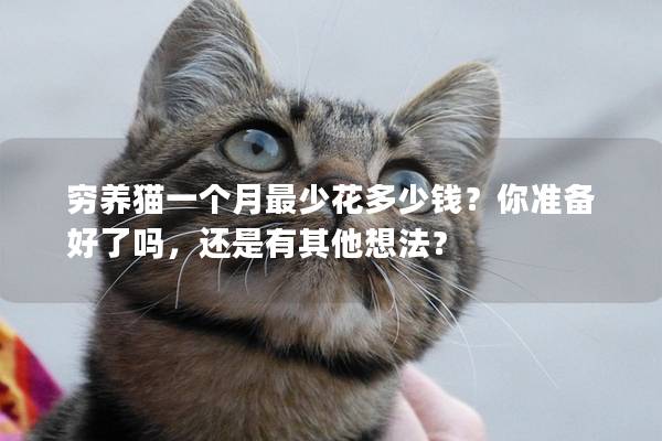 穷养猫一个月最少花多少钱？你准备好了吗，还是有其他想法？