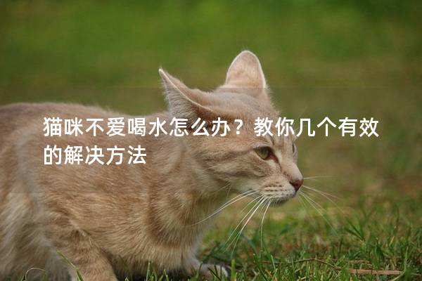 猫咪不爱喝水怎么办？教你几个有效的解决方法