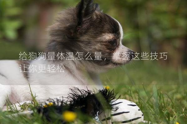 给狗狗量体温怎么量，掌握这些技巧让你更轻松