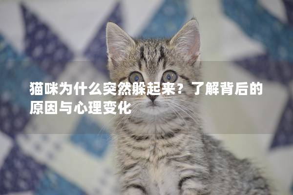 猫咪为什么突然躲起来？了解背后的原因与心理变化