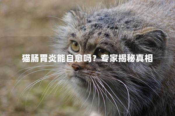 猫肠胃炎能自愈吗？专家揭秘真相