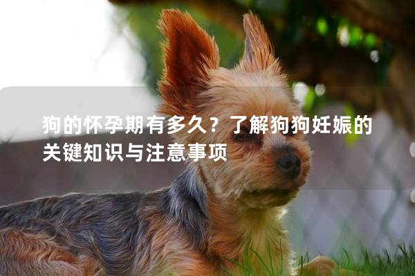 狗的怀孕期有多久？了解狗狗妊娠的关键知识与注意事项