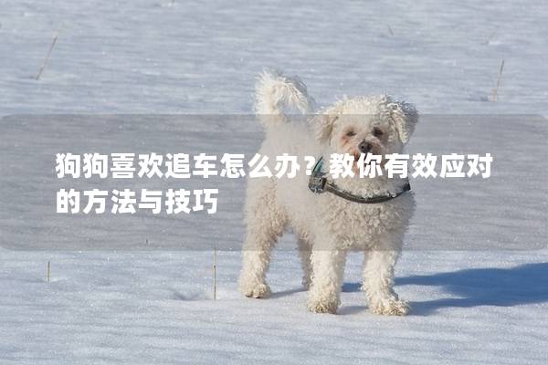 狗狗喜欢追车怎么办？教你有效应对的方法与技巧