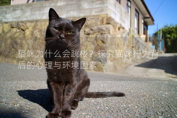 猫咪为什么会跳楼？探究猫咪行为背后的心理与环境因素