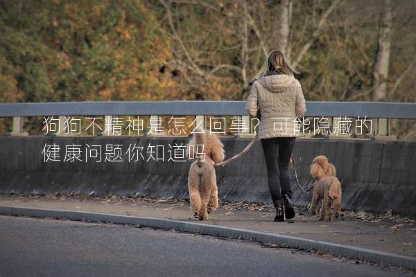 狗狗不精神是怎么回事？可能隐藏的健康问题你知道吗