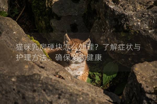 猫咪乳房硬块怎么处理？了解症状与护理方法，确保宠物健康