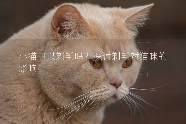 小猫可以剃毛吗？探讨剃毛对猫咪的影响