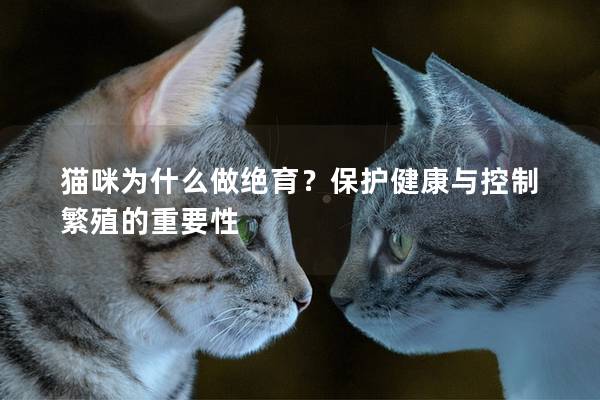 猫咪为什么做绝育？保护健康与控制繁殖的重要性