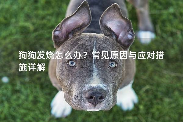 狗狗发烧怎么办？常见原因与应对措施详解