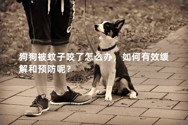 狗狗被蚊子咬了怎么办，如何有效缓解和预防呢？