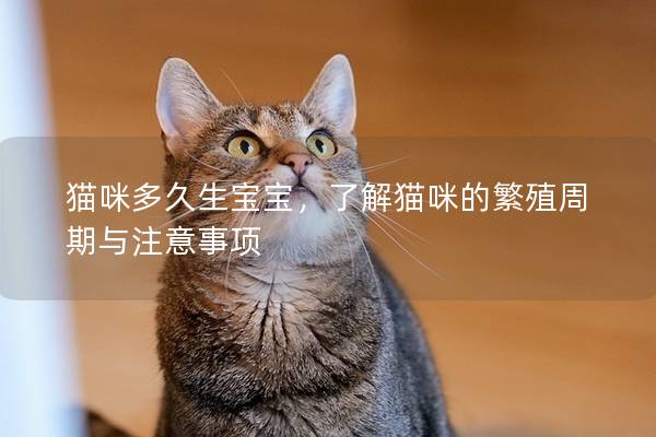 猫咪多久生宝宝，了解猫咪的繁殖周期与注意事项