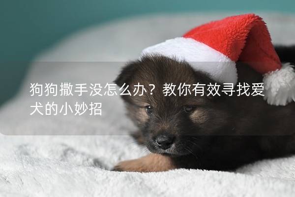 狗狗撒手没怎么办？教你有效寻找爱犬的小妙招