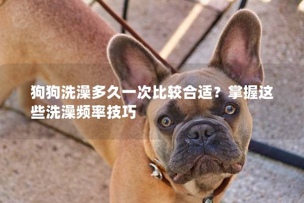 狗狗洗澡多久一次比较合适？掌握这些洗澡频率技巧