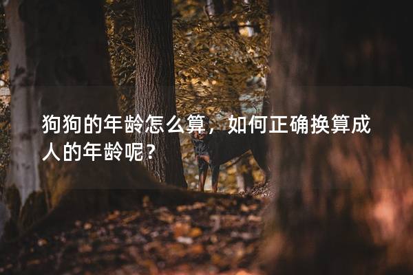 狗狗的年龄怎么算，如何正确换算成人的年龄呢？