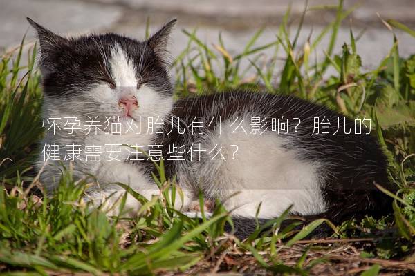 怀孕养猫对胎儿有什么影响？胎儿的健康需要注意些什么？