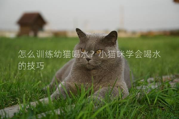 怎么训练幼猫喝水？小猫咪学会喝水的技巧