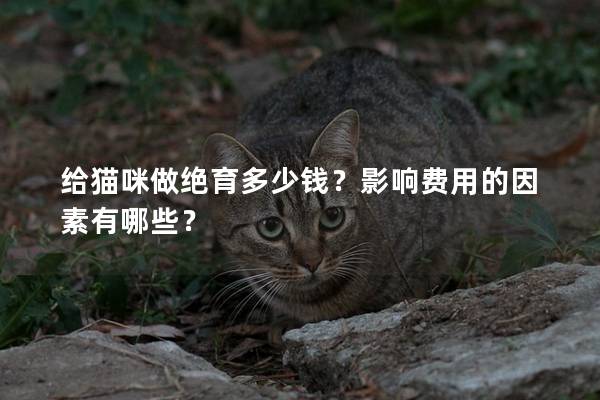 给猫咪做绝育多少钱？影响费用的因素有哪些？