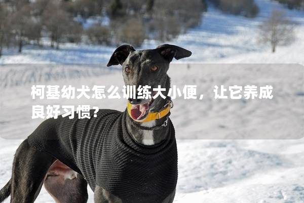 柯基幼犬怎么训练大小便，让它养成良好习惯？