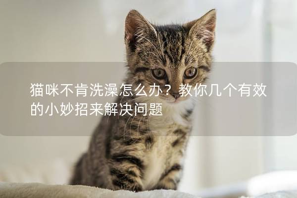 猫咪不肯洗澡怎么办？教你几个有效的小妙招来解决问题