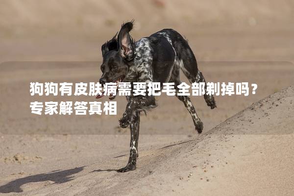 狗狗有皮肤病需要把毛全部剃掉吗？专家解答真相