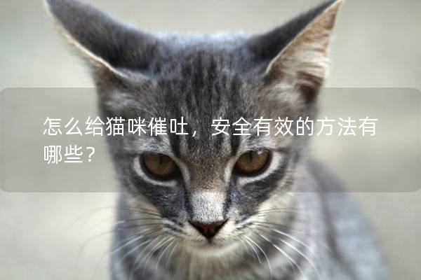 怎么给猫咪催吐，安全有效的方法有哪些？