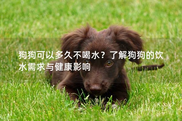 狗狗可以多久不喝水？了解狗狗的饮水需求与健康影响