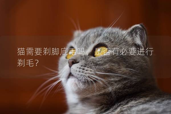 猫需要剃脚底毛吗，是否有必要进行剃毛？