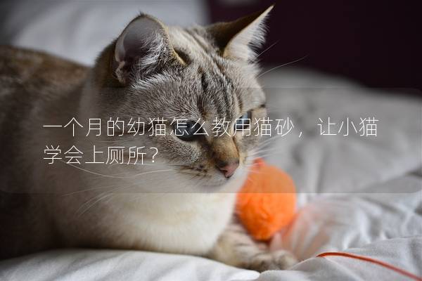 一个月的幼猫怎么教用猫砂，让小猫学会上厕所？