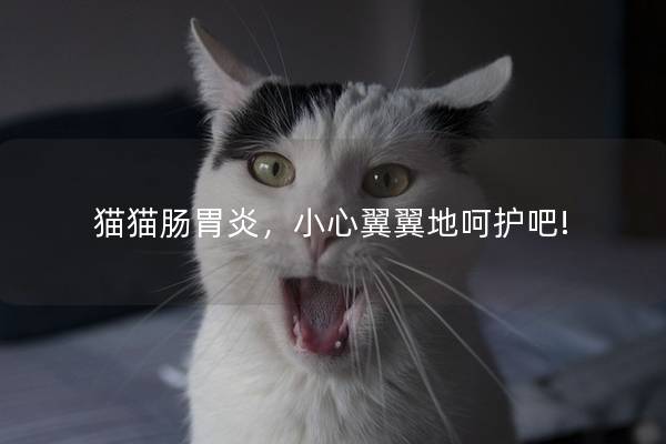 猫猫肠胃炎，小心翼翼地呵护吧!