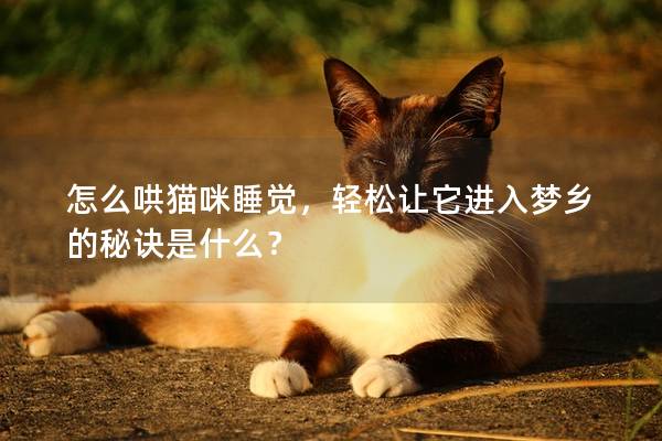 怎么哄猫咪睡觉，轻松让它进入梦乡的秘诀是什么？