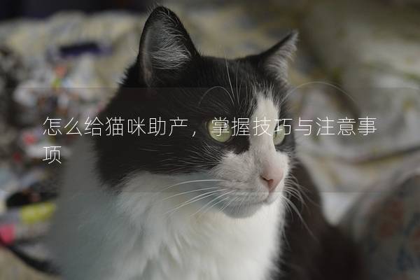 怎么给猫咪助产，掌握技巧与注意事项