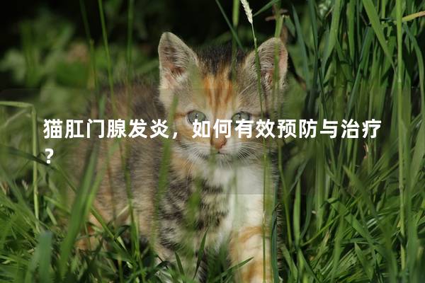 猫肛门腺发炎，如何有效预防与治疗？