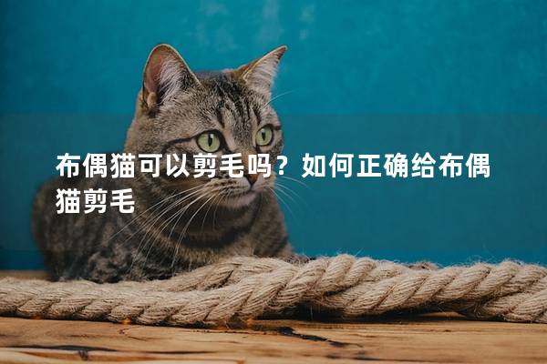 布偶猫可以剪毛吗？如何正确给布偶猫剪毛