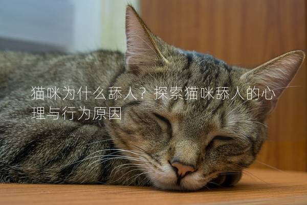 猫咪为什么舔人？探索猫咪舔人的心理与行为原因