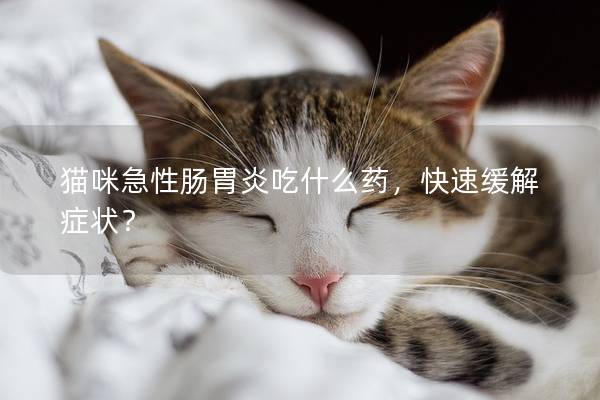 猫咪急性肠胃炎吃什么药，快速缓解症状？