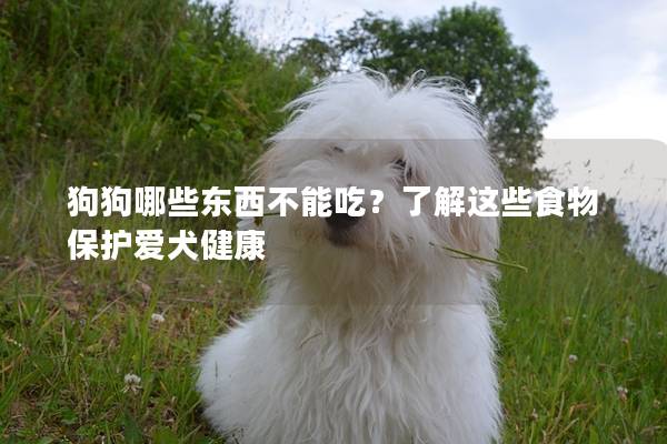 狗狗哪些东西不能吃？了解这些食物保护爱犬健康