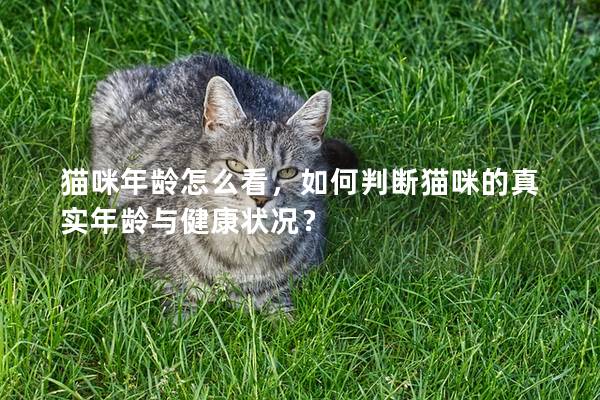 猫咪年龄怎么看，如何判断猫咪的真实年龄与健康状况？