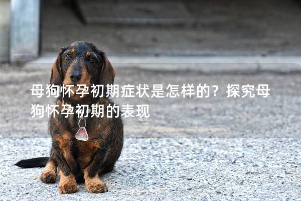 母狗怀孕初期症状是怎样的？探究母狗怀孕初期的表现